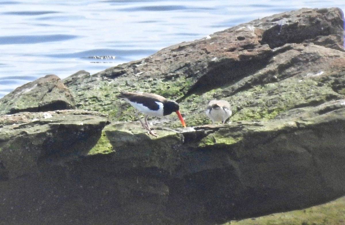 Sandi Jacques / Macaulay Library at the Cornell Lab of Ornithology (ML148118891)